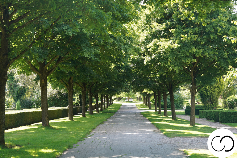 Serene tree lined pathway